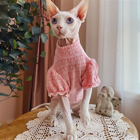 hairless cat t shirt|hairless cats wearing clothes.